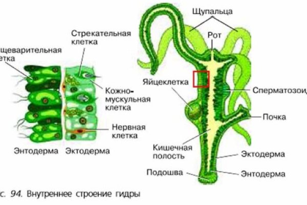 Кракен это современный даркнет маркетплейс